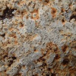 Porpidia ochrolemma