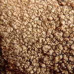 Porpidia tuberculosa