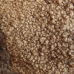 Porpidia tuberculosa