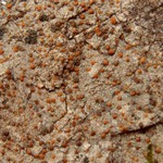 Protoblastenia calva