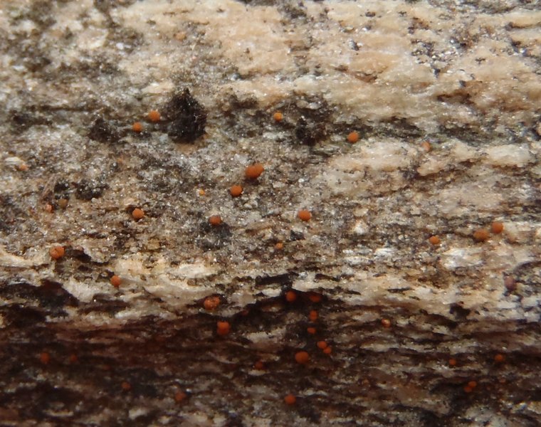 Protoblastenia calva