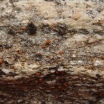 Protoblastenia calva