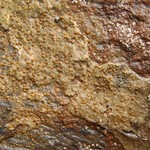 Protoblastenia calva
