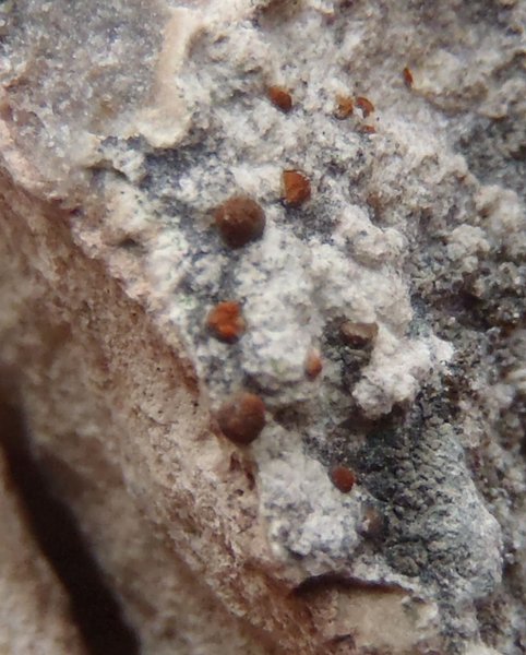 Protoblastenia cyclospora