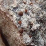 Protoblastenia cyclospora