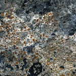 Protoblastenia incrustans