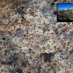 Protoblastenia incrustans