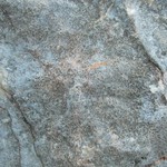 Protoblastenia incrustans