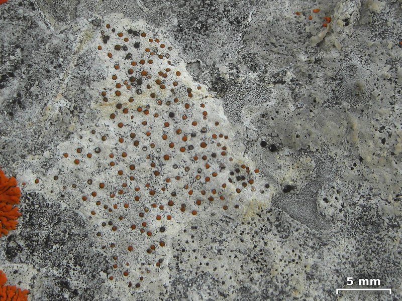 Protoblastenia incrustans