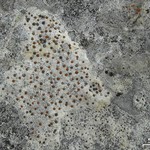 Protoblastenia incrustans