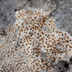 Protoblastenia incrustans