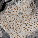 Protoblastenia incrustans