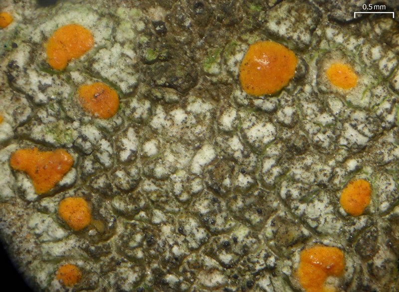 Protoblastenia rupestris