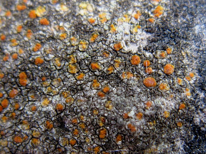 Protoblastenia rupestris