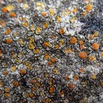 Protoblastenia rupestris
