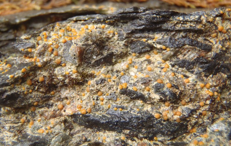 Protoblastenia rupestris