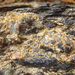 Protoblastenia rupestris