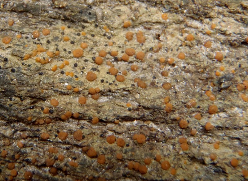 Protoblastenia rupestris
