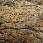 Protoblastenia rupestris