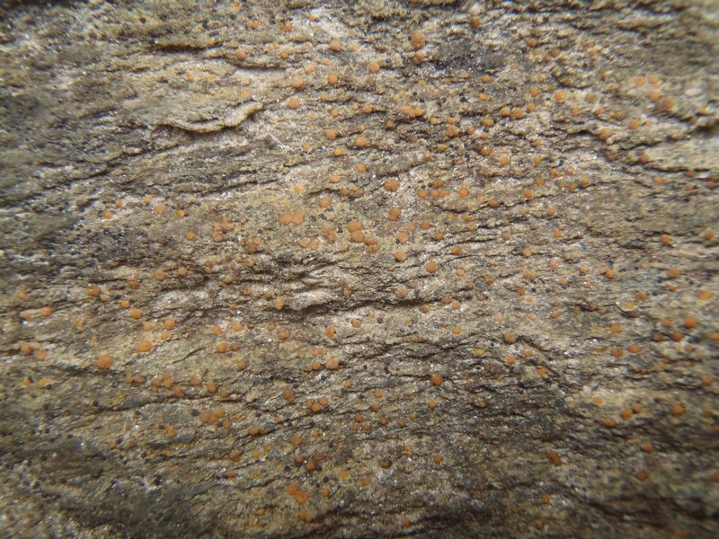 Protoblastenia rupestris