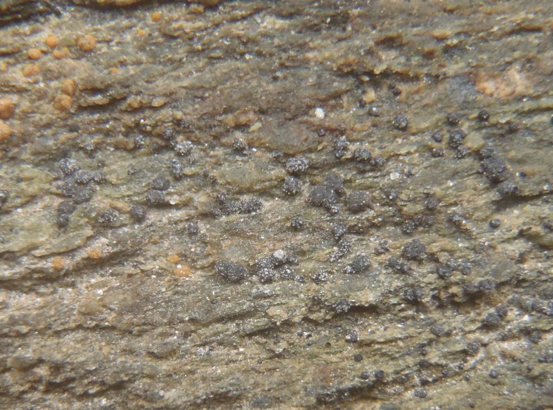 Protoblastenia rupestris