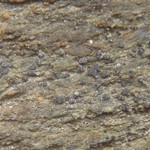 Protoblastenia rupestris