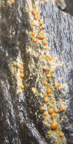 Protoblastenia rupestris