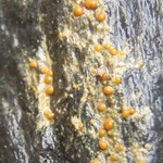 Protoblastenia rupestris