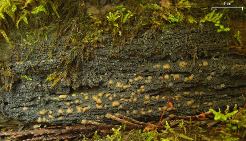 Protopannaria pezizoides