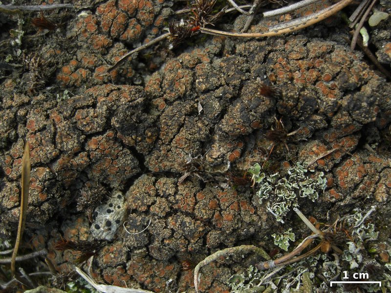 Protopannaria pezizoides