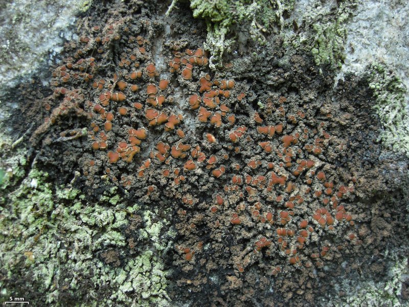 Protopannaria pezizoides