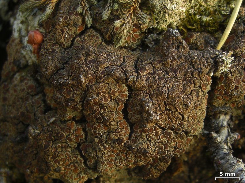 Protopannaria pezizoides