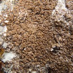 Protoparmelia badia