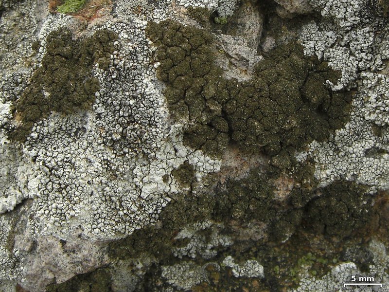 Protoparmelia isidiata