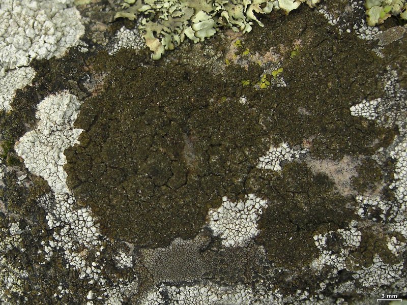 Protoparmelia isidiata