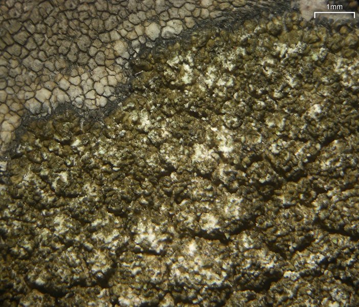 Protoparmelia isidiata