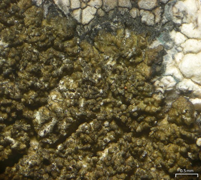 Protoparmelia isidiata