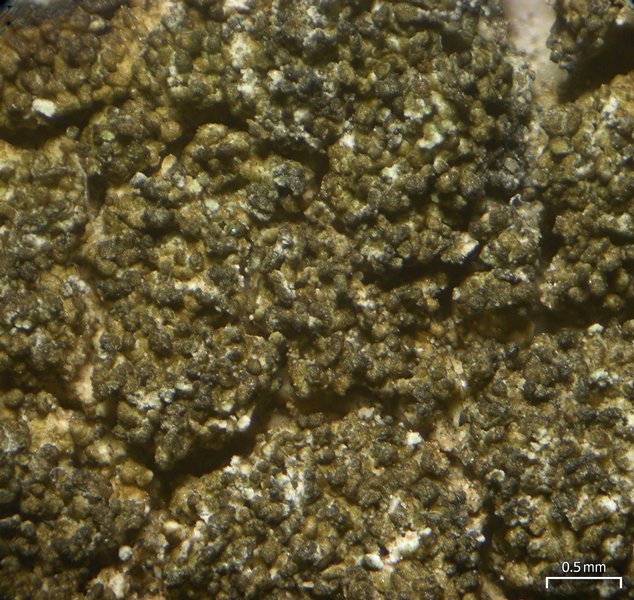 Protoparmelia isidiata