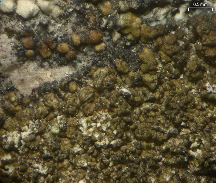 Protoparmelia isidiata