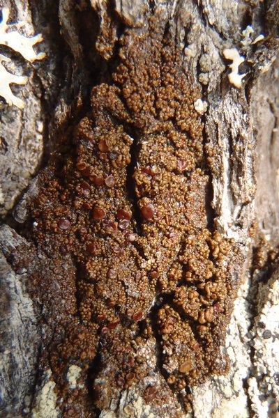 Protoparmelia ochrococca