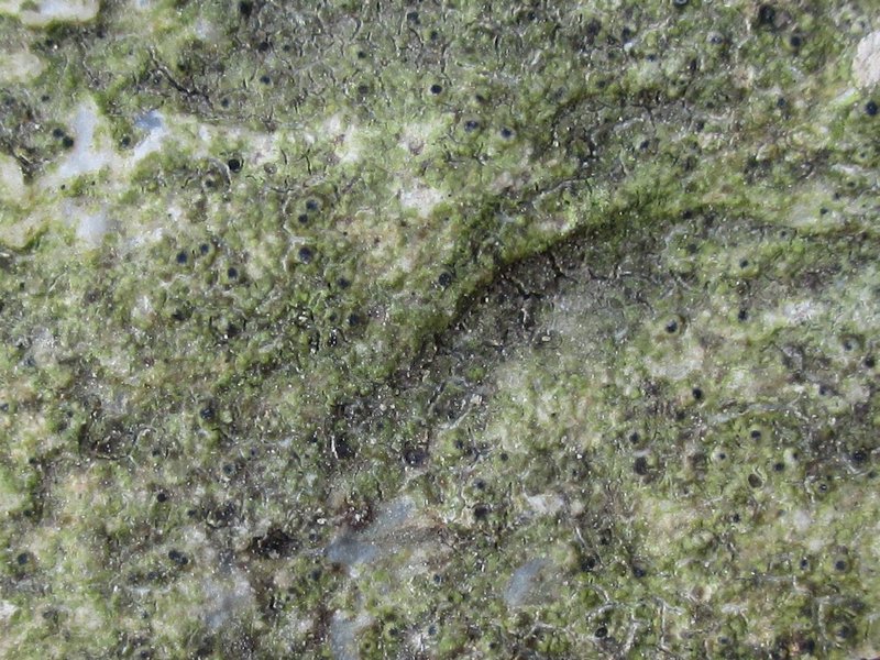 Protothelenella corrosa