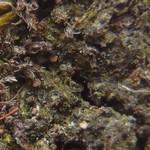 Protothelenella leucothelia