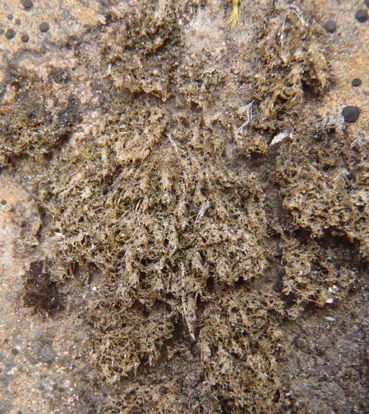 Protothelenella petri
