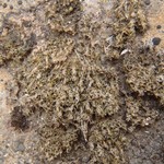 Protothelenella petri