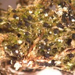 Protothelenella sphinctrinoides