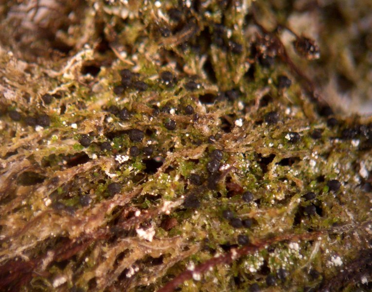 Protothelenella sphinctrinoides