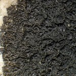 Pseudephebe minuscula