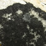 Pseudephebe minuscula