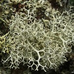 Pseudevernia cladonia