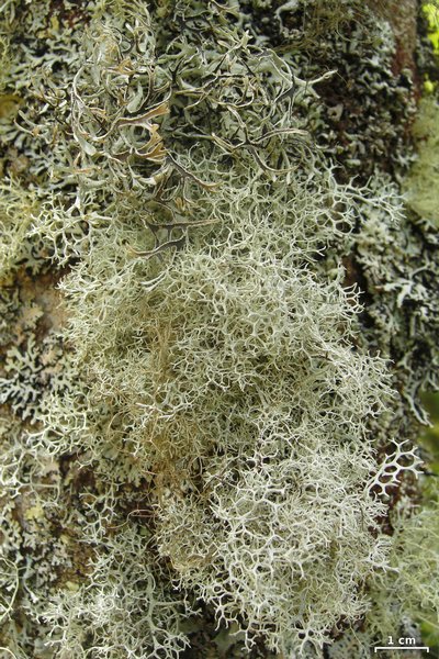 Pseudevernia cladonia